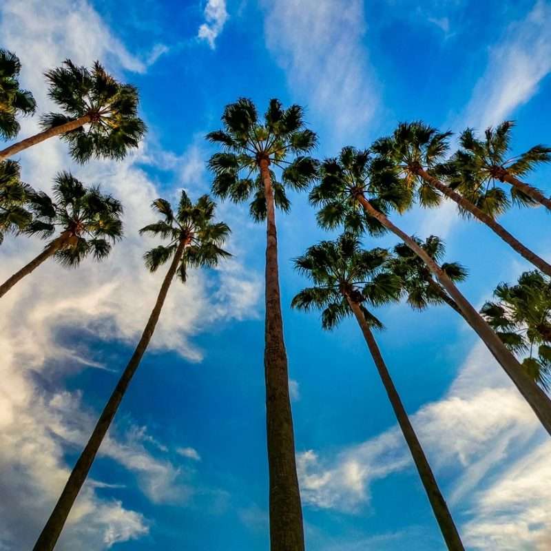 palm trees in florida