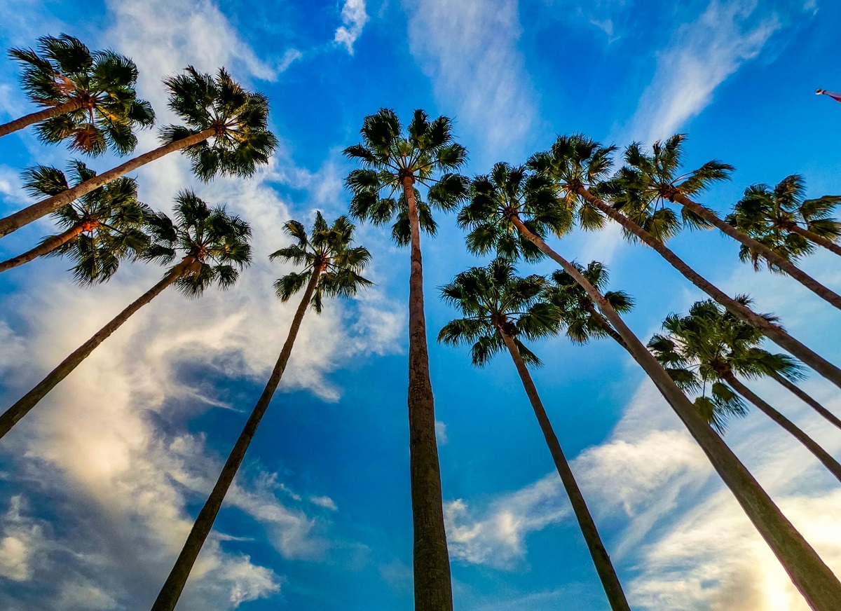 palm trees in florida