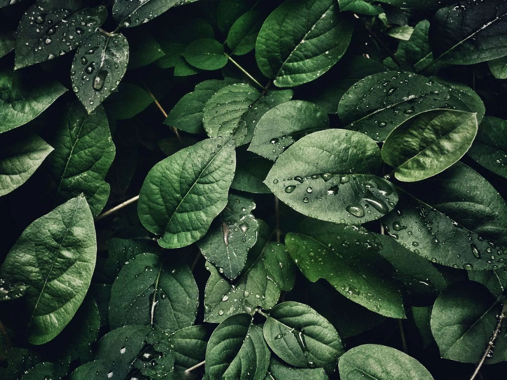 Is Kratom Addictive?