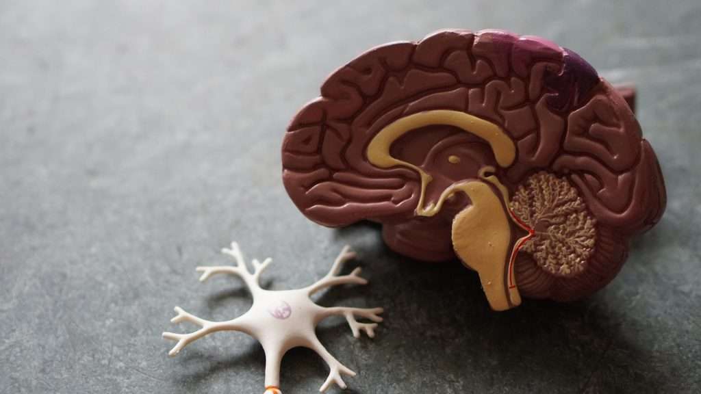 how drugs affect the brain