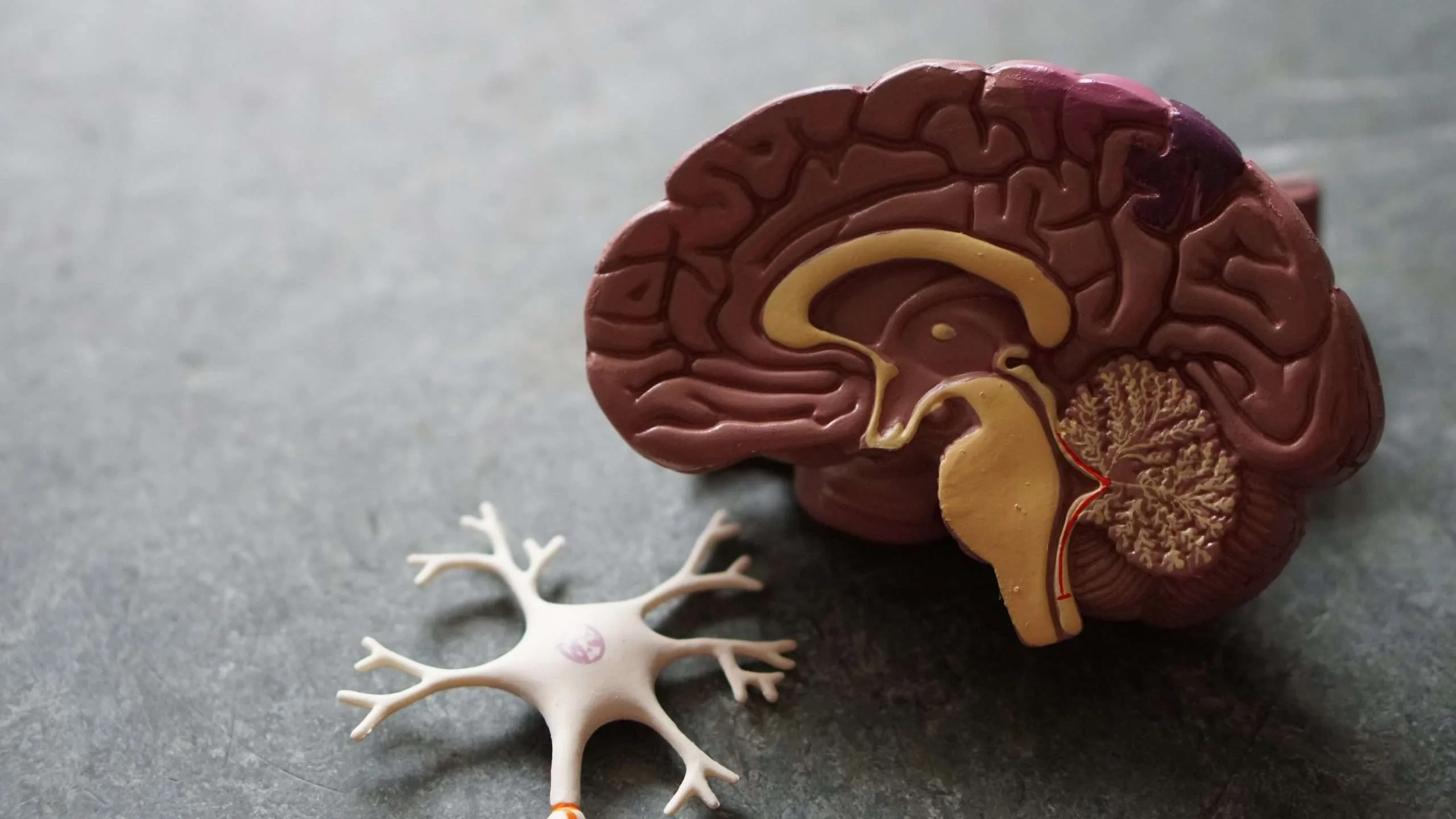 Effects of Drugs on the Brain