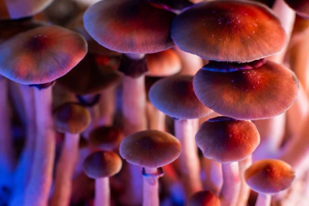 Can You Overdose on Shrooms? | Tampa Bay Recovery Center