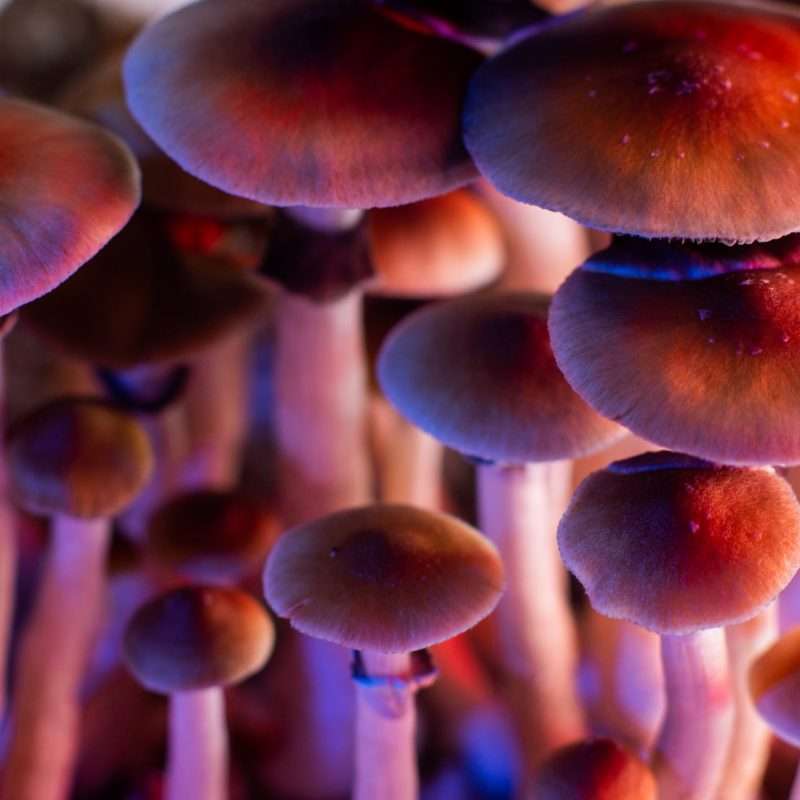 can you overdose on shrooms