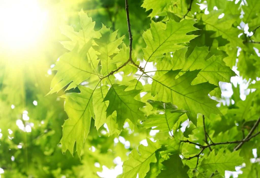 fresh green leaves
