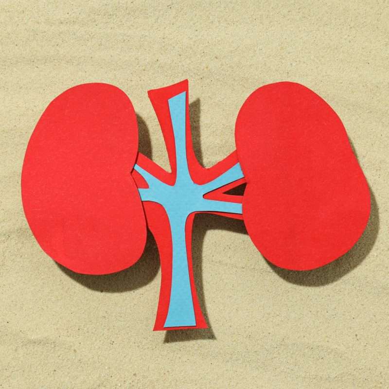 Kidneys on the sand with stones, National Kidney Month.