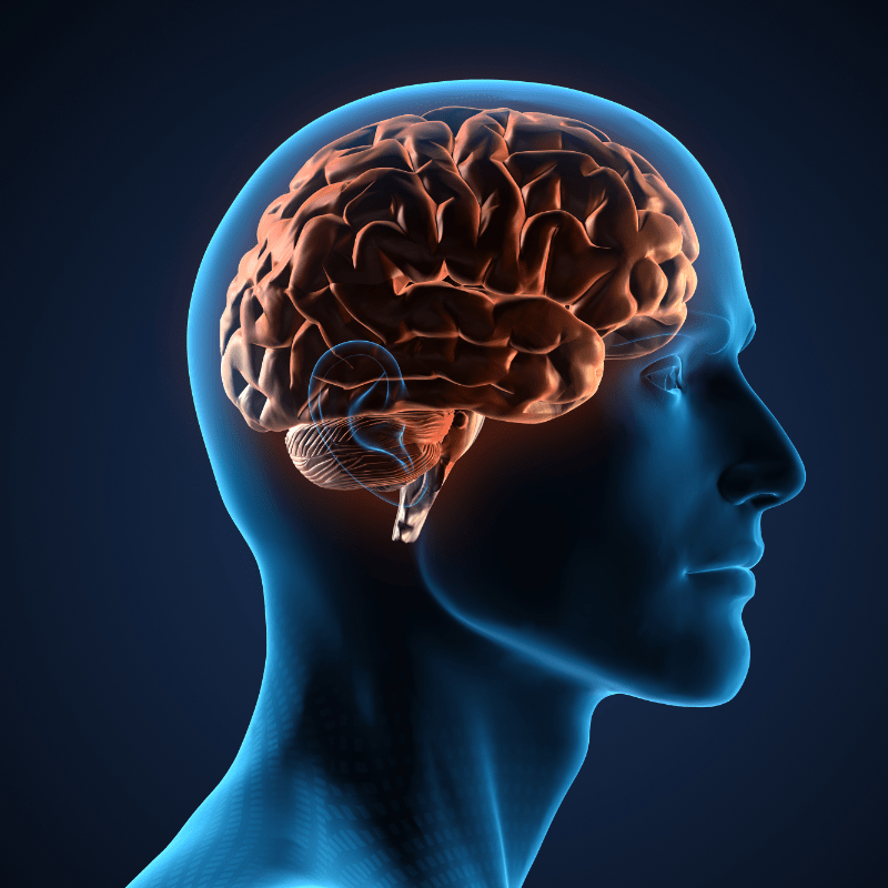 how does fentanyl affect the brain